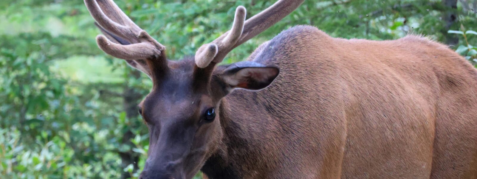 Banff Wildlife Guide