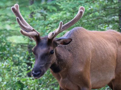 Banff Wildlife Guide
